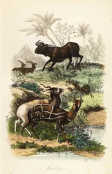Sort gnu, Connochaetes gnou, kritisk truet addax eller skruehornantilope, Addax nasomaculatus, og selespækket buskbuk eller kewel, Tragelaphus scriptus