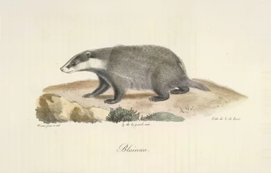 Grævling, Grævling, fra Natural History of Pattedyr (farve litho)
