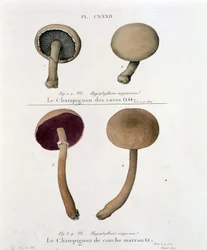 Brun lagsvamp - i "Treat des champignons"" af Jean Jacques Paulet sent i det 18. århundrede