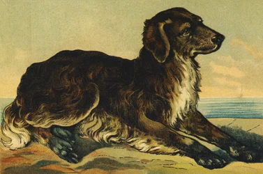 C som hund
