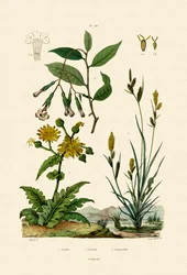 Carex, 1833-39