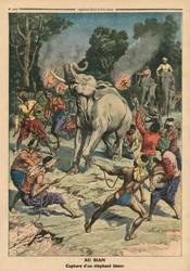At fange en hvid elefant i Siam, illustration fra 