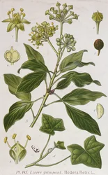 Klatring af Ivy