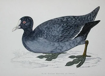 Almindelig eller eurasisk hønsehøne, 2. halvdel af 1800-tallet (farvegravering)