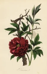 Almindelig pæon, Paeonia officinalis, med spindelvæv