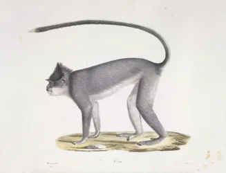 Croo. En abe, fra Natural History of Mammals (farve litho)