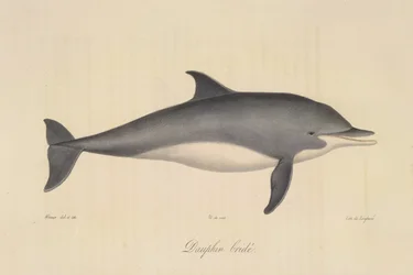 Bridled Dolphin, fra Natural History of Pattedyr (farve litho)