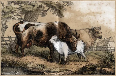 Beskrivelse af de forskellige produkter og anvendelser af koen: ko, kalv i en præ. Tavle "" La coache et ses produits"" i "" les Recreations instructives"" Synoptisk maleri af Jules DELBRUCK, stik fra 1860. Privat samling.