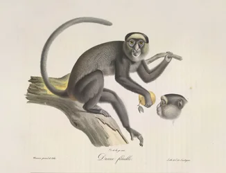 Diana, en hunabe, fra Natural History of Mammals (farve litho)