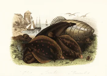 Dovertunge, Solea solea, europæisk rødspætte, Pleuronectes platessa og almindelig klat, Limanda limanda, på en strand med en fiskefælde, fiskerbåde i baggrunden