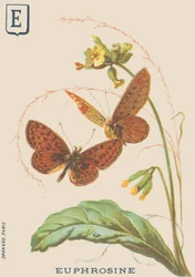 E: Euphrosine (Clossiana euphrosine eller Large sølv halskæde)