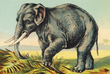 E som elefant