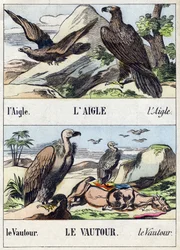 Ørn og grib. Indgravering i "Buffon Alphabet des Oiseaux n 1". 3. Serie N 1. Billeddannelse af Epinal, Epinal, slutningen af det 19. århundrede. 16 sider. Mål: 28x21 cm