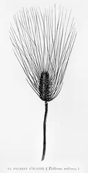 Egyptisk hvede, illustration fra LEgypte af Georges Ebers (1837-98) udgivet i Paris, 1880