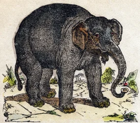 Elefant. Indgravering i "" Alphabet des animaux sauvages "". 9. serie. Billede af Epinal, Pellerin, trykkeri-udgiver, ca. 1870. Graveringer på træ, stencileret. 16 sider. Mål: 20 x 15 cm. Privat samling