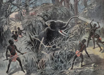 Elefantjagt i Afrika. Elefanten falder ned i en pit, før den bliver færdig med pile. Indgravering i "" Le Pelerin"" 22/01/1899.