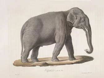 Asiatisk elefant, fra Natural History of Pattedyr (farve litho)
