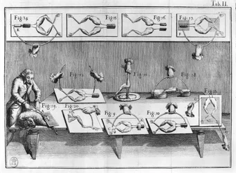 Eksperiment på frøer, illustration fra muscumari