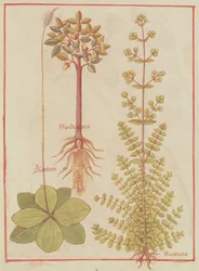 Fr 12322 f.180v Plantain, merian og mandrake, fra Livre des Simples Medecines, c.1520-30
