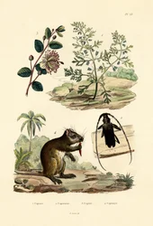 Gedemad, 1833-39