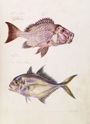 Gollah etc, c.1850dani