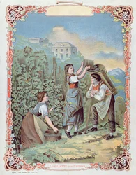 Høst af druer, fra en kalender, ca. 1880