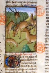 Flok hjorte, fra Livre de la Chasse af Gaston Phebus de Foix (1331-91)