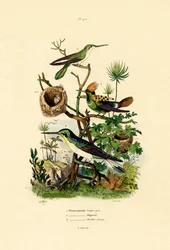 Kolibrier, 1833-39