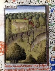 Jagt hjorte med lokke - i "" Jagtbog af Gaston Phoebus, greve af Foix, Lord of Béarn""