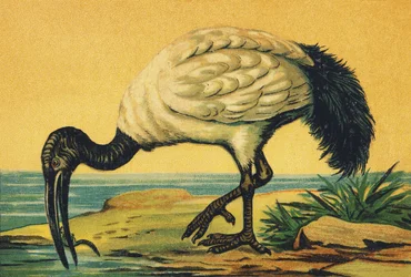 Jeg som Ibis