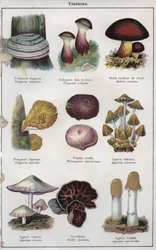 Illustration til "mon docteur - traite de medecine et d