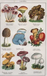 Illustration til "traite de medecine et d