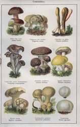 Illustration til "traite de medecine et d