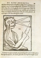 Illustration fra De Homine Figuris af Rene Descartes (1596-1650) udgivet i Haag, 1662