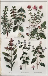 Illustration fra "Mon docteur, traite de medecine et d