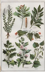 Illustration fra "mon docteur - traite de medecine et d
