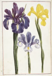 Irises, 18th centurydani
