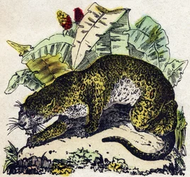 Jaguar. Indgravering i "" Alphabet des animaux sauvages "". 9. serie. Billede af Epinal, Pellerin, trykkeri-udgiver, ca. 1870. Graveringer på træ, stencileret. 16 sider. Mål: 20 x 15 cm. Privat samling