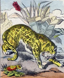 Jaguar. Indgravering i "Buffon Alphabet des Animaux". 3. serie N 1. Billeddannelse af Epinal, Epinal, slutningen af 1800-tallet. 16 sider. Mål: 28x21cm