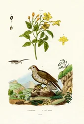 Jasmin, 1833-39