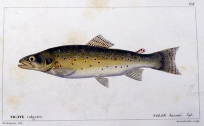 Den almindelige ørred ifølge "Natural history of fish"" af Cuvier, Valenciennes, Paris