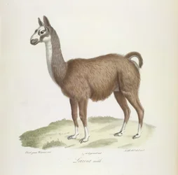 Han Lama, fra Natural History of Pattedyr (farve litho)