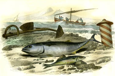 Le thon (Scomber Thynnus), le mackereau (Scomber Scombrus) - Tallerken udvundet fra Histoire Naturelle af Bernard Germain de Lacepede (1856-1925), udgave P.Furme, Paris
