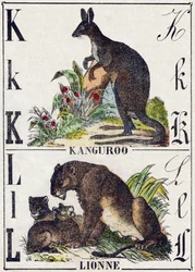 Bogstav K L; K Kanguroo; Løvinden. Indgravering i "Wild Animals Alphabet". 9. serie. Billeder af Epinal, Pellerin, trykkeri-udgiver, ca. 1870. Graveringer på træ, stencileret. 16 sider. Størrelse: 20 x 15 cm. Privat samling