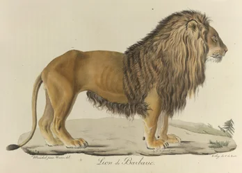 Berberløve. En berberløve fra “Histoire Naturelle des Mammifères”