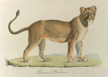 Barbary Lionee. En Barbary løvinde, fra 