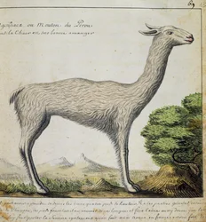 Lama, Peru, akvarel fra logbog af Jacques Gouin de Beauchesne (1652-1730), kaptajn på Compagnie royale de la Mer du Sud, fra 1698 til 1701, Frankrig