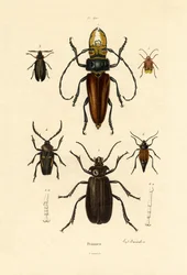 Langhornede biller