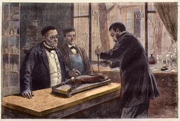 Louis Pasteur (1822-1895), fransk kemiker og mikrobiolog, der eksperimenterer på en chloroformet kanin under sin søgen efter en kur mod rabies.