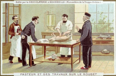 Louis Pasteur (1822-95) arbejder på undersøgelse af mæslinger, reklamekort for Chocolaterie dAiguebelle